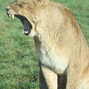 African Lion, 27th December 2014