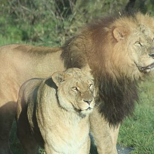 African Lions, 27th December 2014