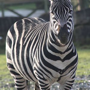 Grant's Zebra, 27th December 2014