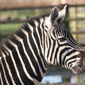 Grant's Zebra, 27th December 2014