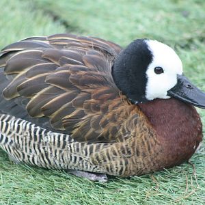 White-faced Whistling Duck, 27th December 2014
