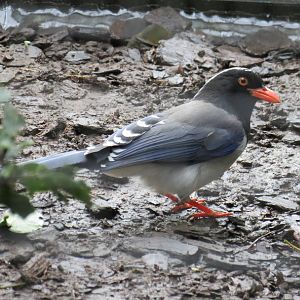 Red-billed Blue Magpie