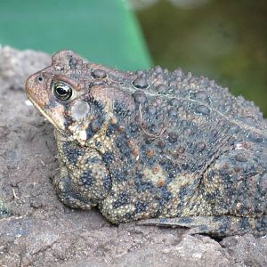 Eastern American Toad