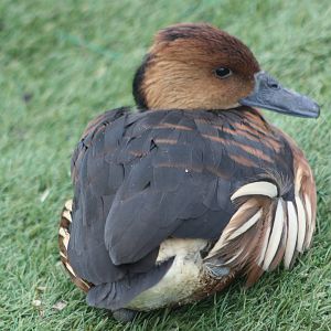 Fulvous Whistling Duck, 27th December 2014