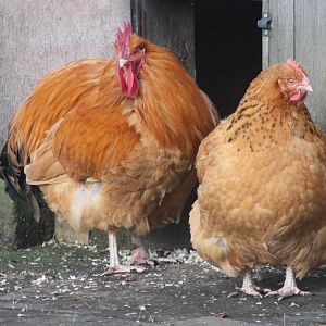 Farmyard Fowl, 27th December 2014