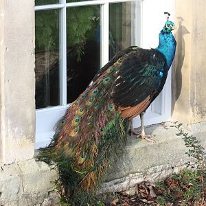 Peacock by hall window, 27th December 2014