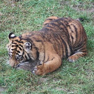 Sumatran Tiger cub, 27th December 2014