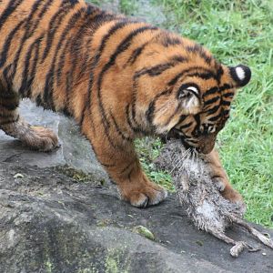 Sumatran Tiger cub, 27th December 2014