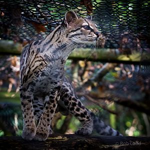 Margay : Port Lympne : 17 Oct 2014