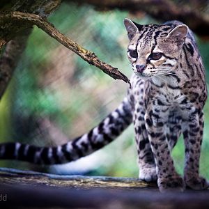 Margay : Port Lympne : 17 Oct 2015