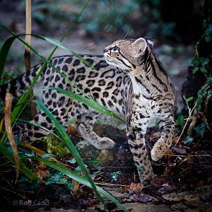 Margay : Port Lympne : 17 Oct 2015