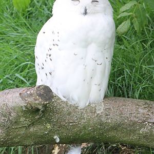 Snowy owl