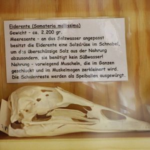 Eider skull with information