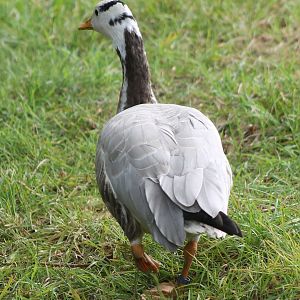 Bar-headed goose