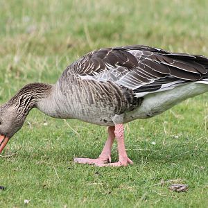 Greylag goose