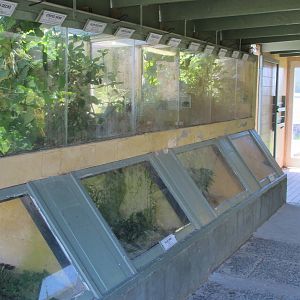 Native Lizard Exhibits at Ti Point Reptile Park