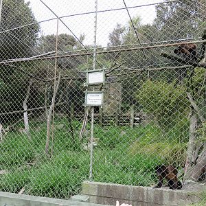 Capuchin Exhibit at Ti Point Reptile Park