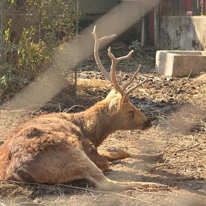 Swamp Deer (Rucervus duvaucelii)