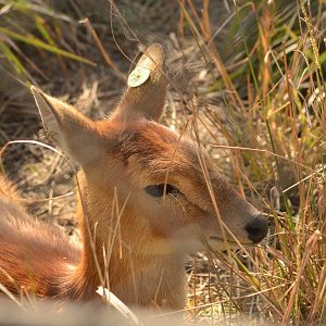 Four horned antelope (Tetracerus quadricornis)