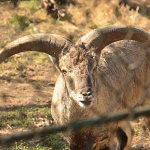 Bharal (Pseudois nayaur)