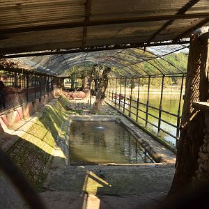 Hippo Enclosure