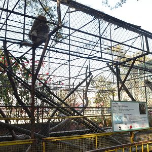 Assamese macaque (Macaca assamensis)