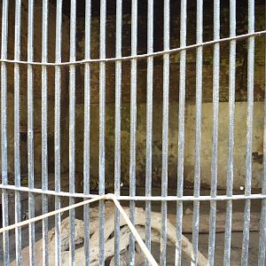 One of the Tiger Enclosures