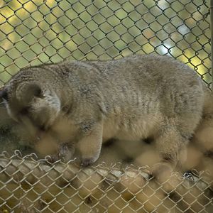 Himalayan palm civet (Paguma larvata)