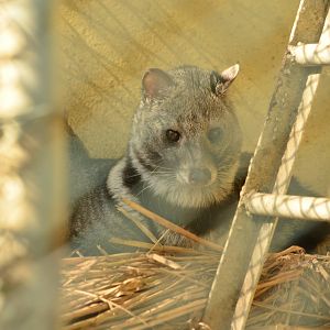 Indian civet  (Viverricula indica)
