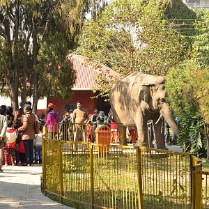 Asian elephant in the pathway