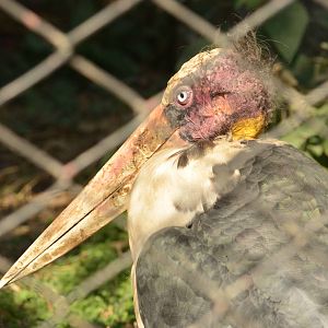 Lesser adjutant (Leptoptilos javanicus)