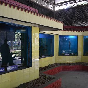 Freshwater Aquariums