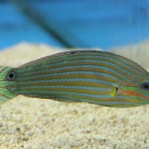 Halichoeres melanurus