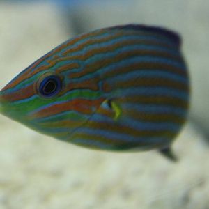 Hoeven's wrasse