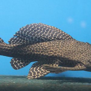 Pterygoplichthys species ID