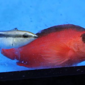 Flame hawkfish with Cleaner fish species