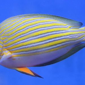 Striped Surgeon fish
