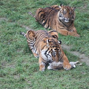 Sumatran Tiger cubs, 27th December 2014