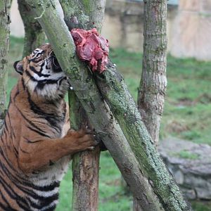 Lunch for Bawa, 27th December 2014