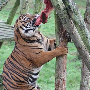 Lunch for Bawa, 27th December 2014