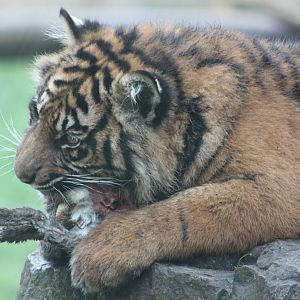 Sumatran Tiger cub, 27th December 2014