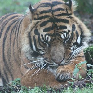 Bawa, 27th December 2014