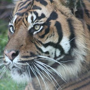 Bawa, 27th December 2014