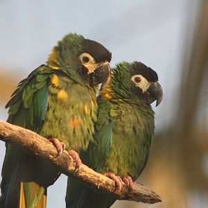 Yellow-collared Macaws, 27th December 2014