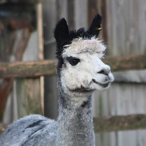 Alpaca, 27th December 2014