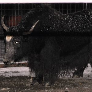 Tibetan Yak