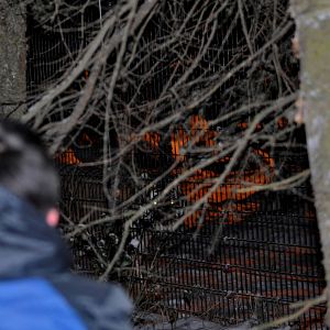 Amur Tiger and Guest