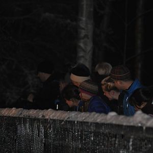 Zoo Guests viewing Amur Tiger Exhibit