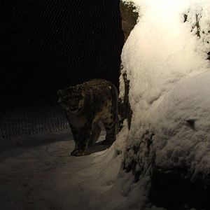 Snow Leopard