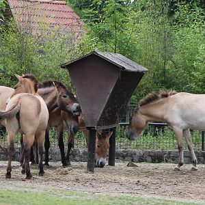 Przewalski horses